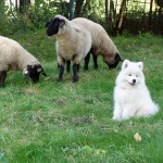 Samojedenwelpe mit Schafen im unserem Garten