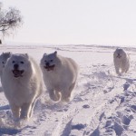 Samojeden im Schnee