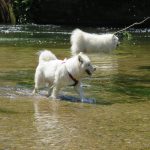 Zwei Hündinnen am Wasser